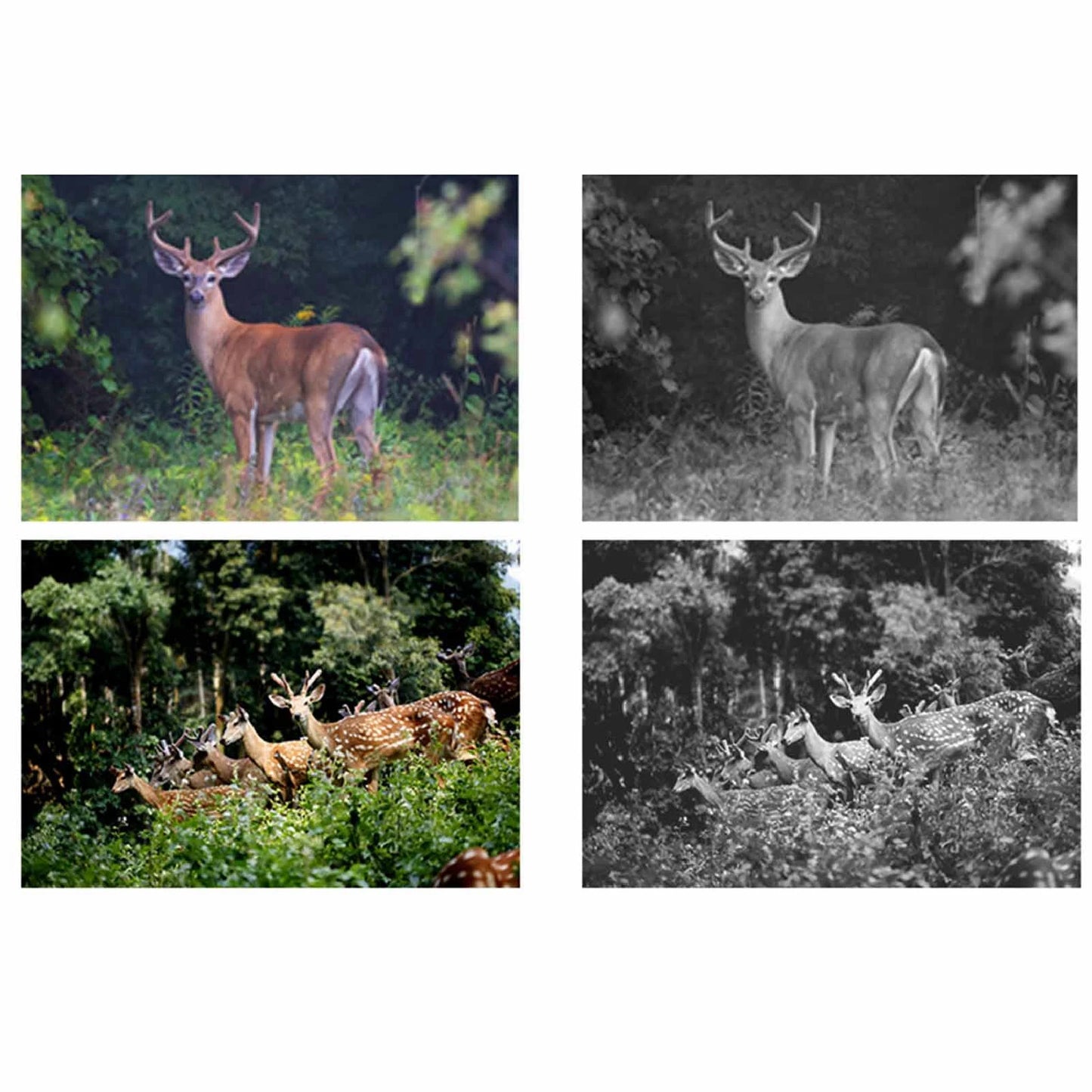 ZK40 Infrared Night Vision Trail Camera with TFT Display